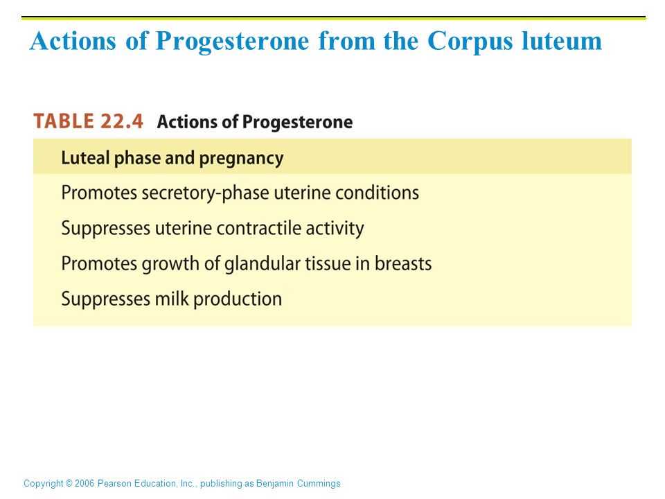 Copyright © 2006 Pearson Education, Inc., publishing as Benjamin Cummings Actions of Progesterone from the Corpus luteum