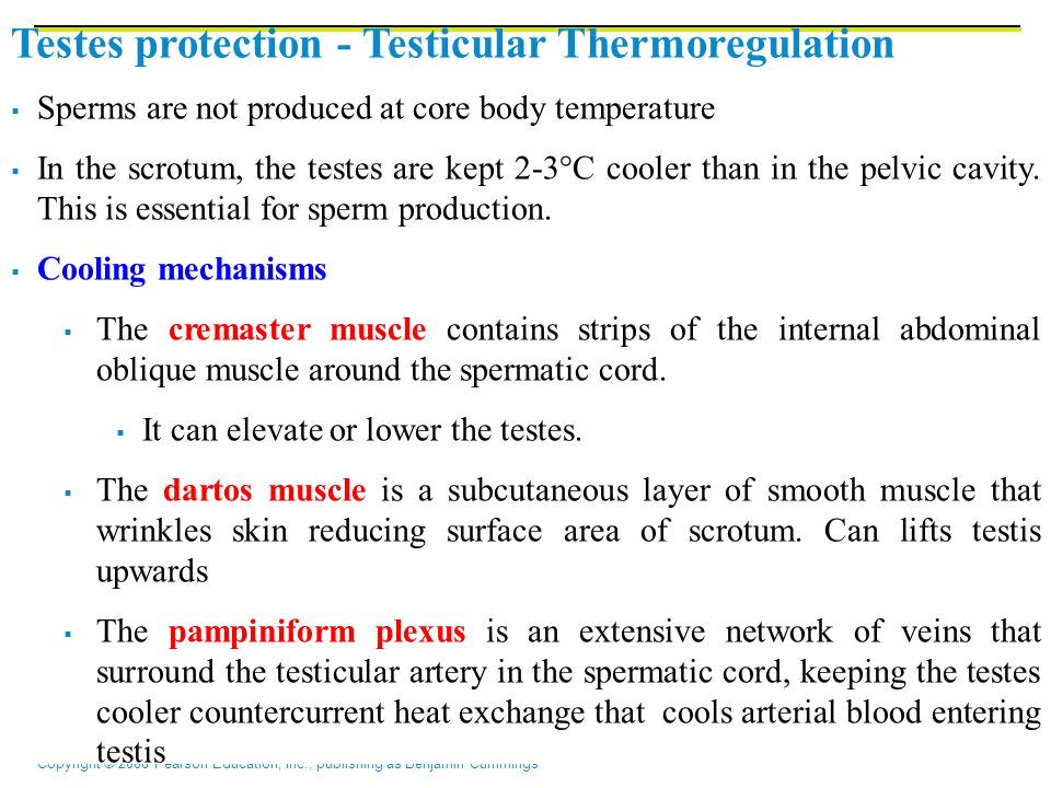 Copyright © 2006 Pearson Education, Inc., publishing as Benjamin Cummings Testes protection - Testicular Thermoregulation  Sperms are not produced at core body temperature  In the scrotum, the testes are kept 2-3°C cooler than in the pelvic cavity.