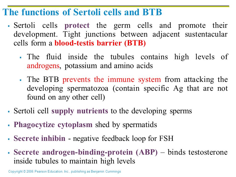 The functions of Sertoli cells and BTB  Sertoli cells protect the germ cells and promote their development.