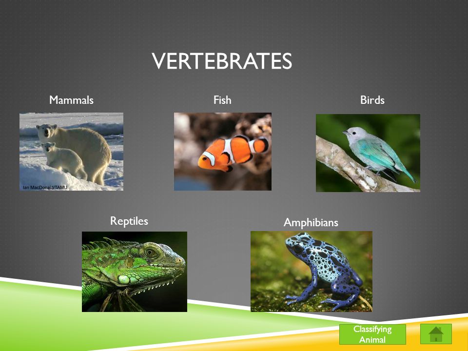 CLASSIFYING ANIMALS VertebratesInvertebrates  Animals with a Backbone or  Spinal Column  Most animals at the zoo are vertebrates.  There are 5  main. - ppt download