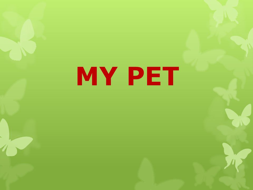 MY PET