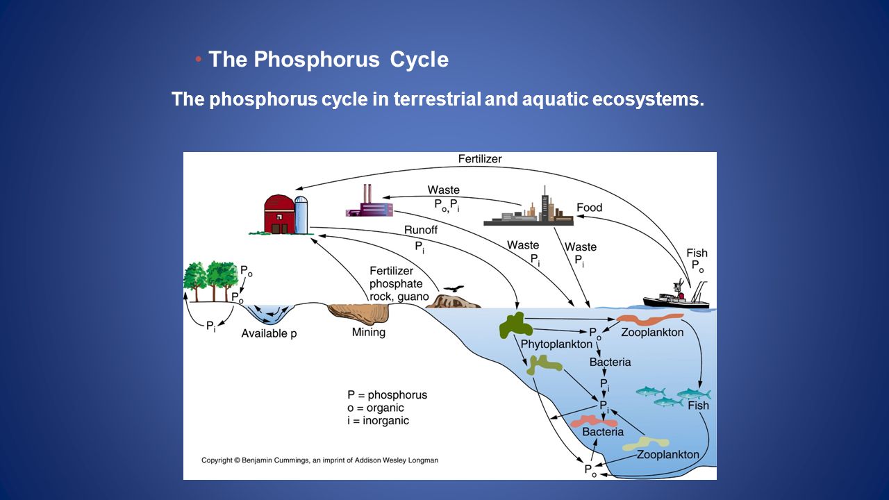 Magnesium, Calcium, and Phosphorus Cycle Unit 4 – Nutrient Cycles in marine  ecosystems. - ppt download