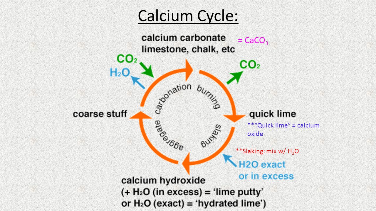 Magnesium, Calcium, and Phosphorus Cycle Unit 4 – Nutrient Cycles in marine  ecosystems. - ppt download