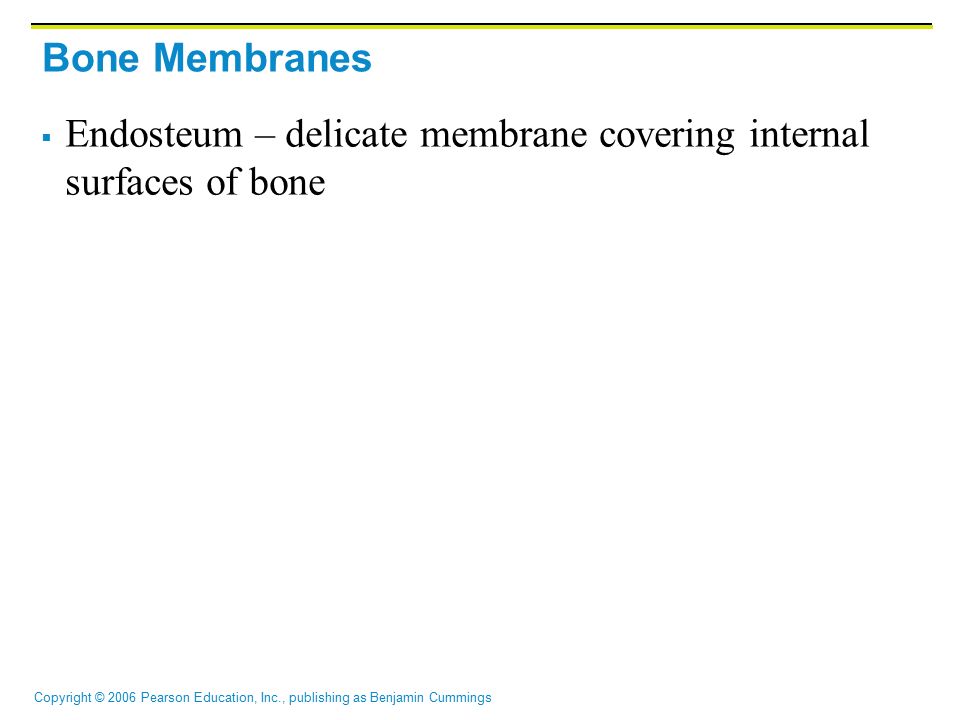 Copyright © 2006 Pearson Education, Inc., publishing as Benjamin Cummings Bone Membranes  Endosteum – delicate membrane covering internal surfaces of bone