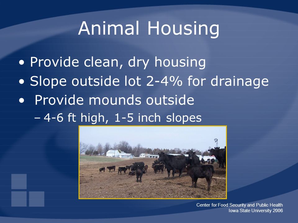 Center for Food Security and Public Health Iowa State University 2006 Animal Housing Provide clean, dry housing Slope outside lot 2-4% for drainage Provide mounds outside –4-6 ft high, 1-5 inch slopes