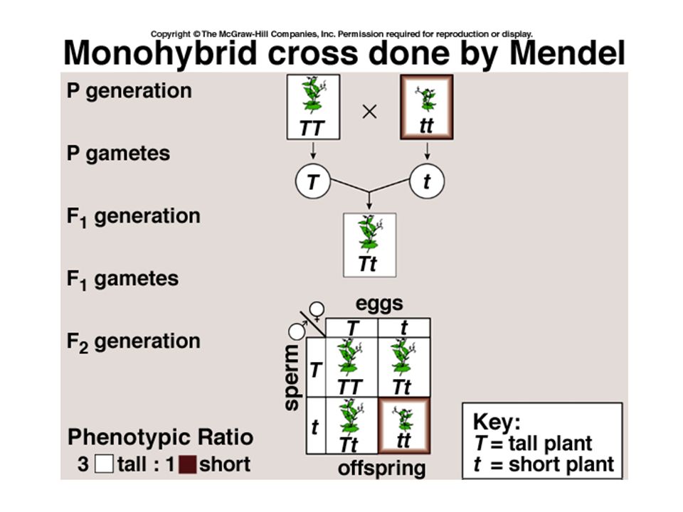 What is Genetics? Defined broadly, it’s the branch of biology that ...