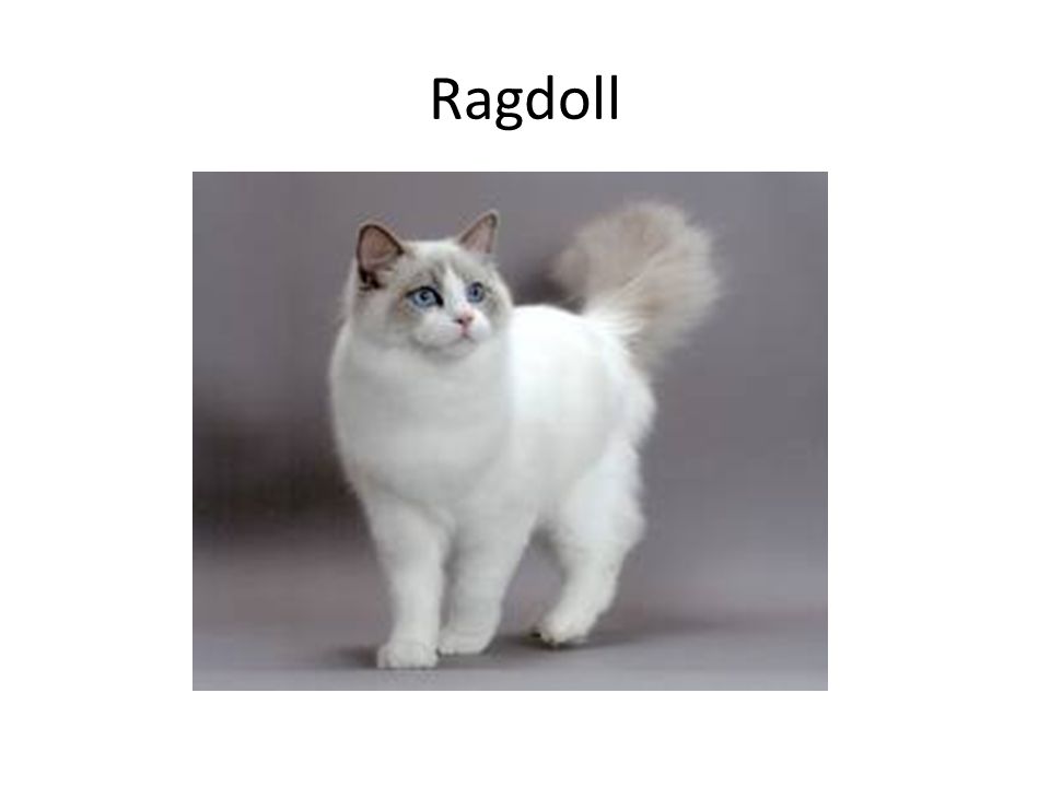 Ragdoll