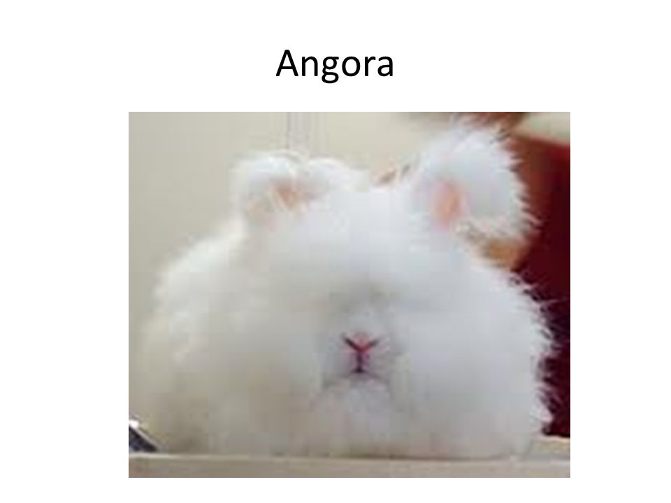 Angora