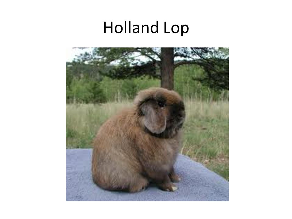 Holland Lop
