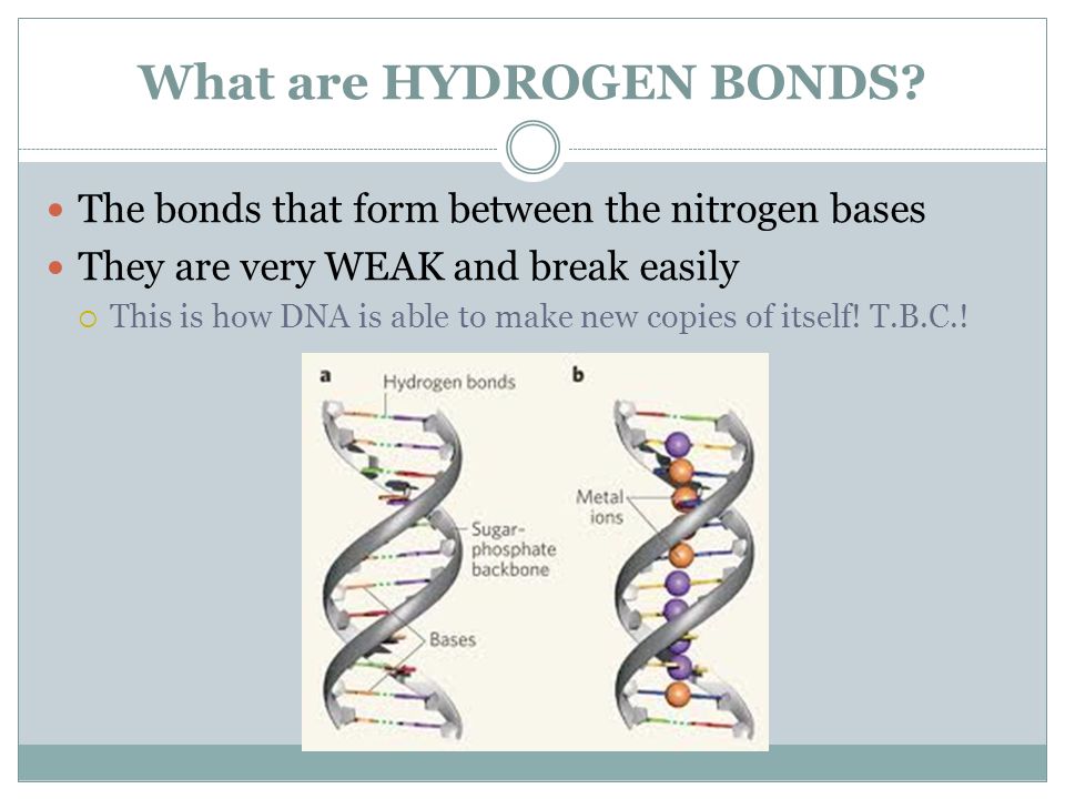 What are HYDROGEN BONDS.