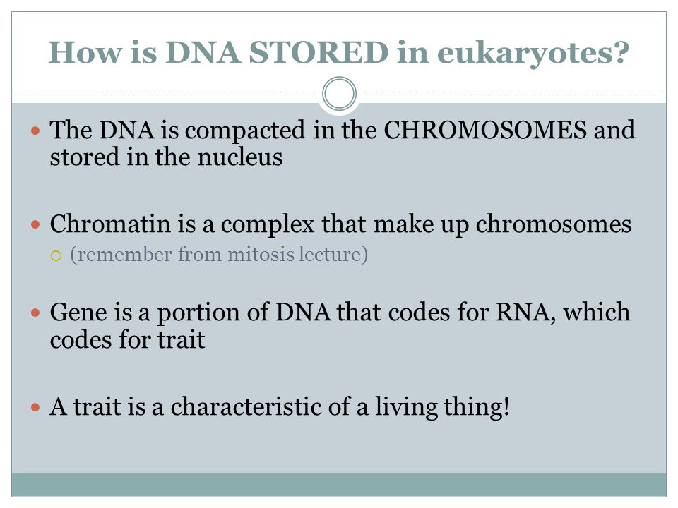 How is DNA STORED in eukaryotes.