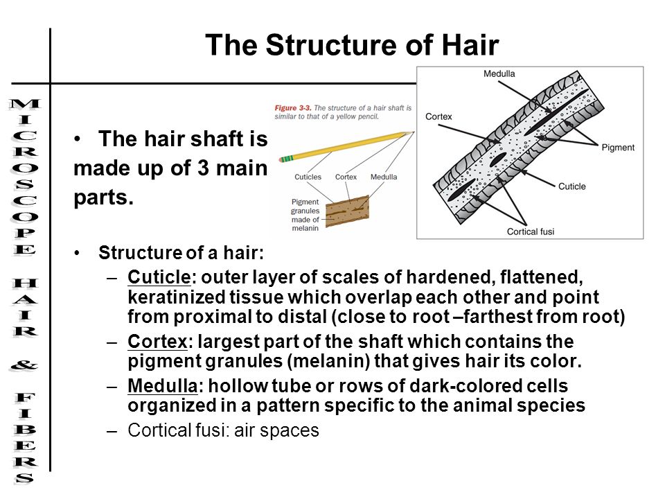 Hair as Evidence Resists chemical decomposition. Retains its structural  features over long periods of time. Humans lose about 100 hairs per day so  they. - ppt download