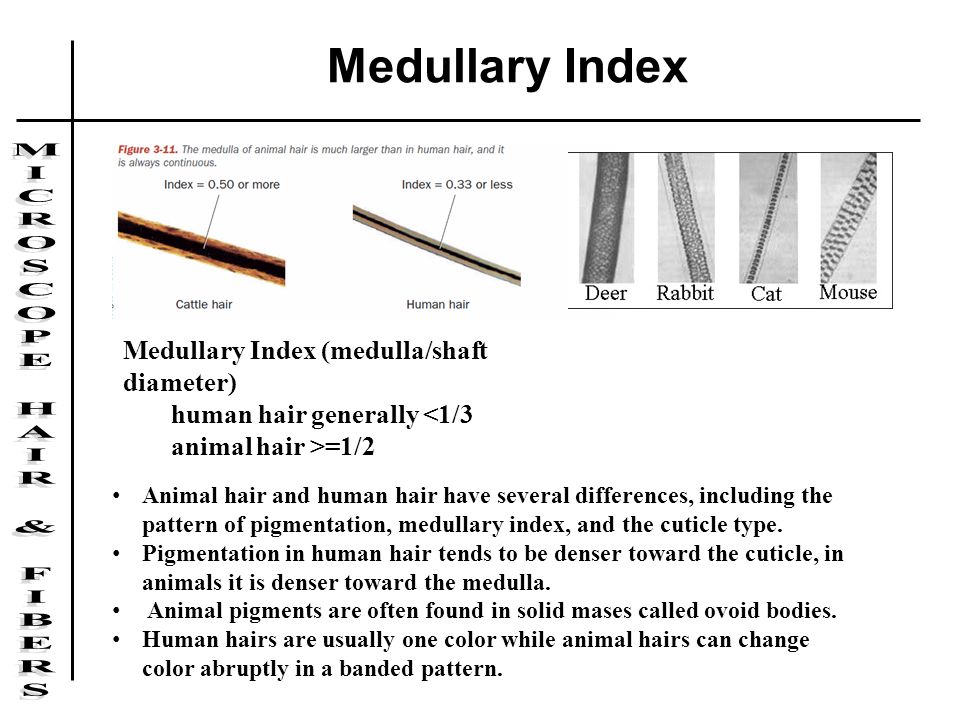 Hair as Evidence Resists chemical decomposition. Retains its structural  features over long periods of time. Humans lose about 100 hairs per day so  they. - ppt download