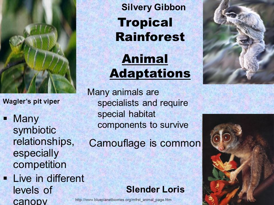 World Biomes. Tropical Rainforest Location: Found near equator… Abiotic  Factors: little variation in. - ppt download