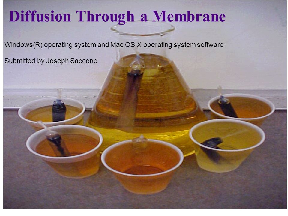 saccone powerpoint nys lab