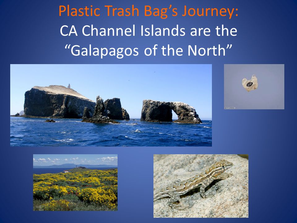 Plastic Trash Bag’s Journey: Six Pinneped Species Frequent the ...