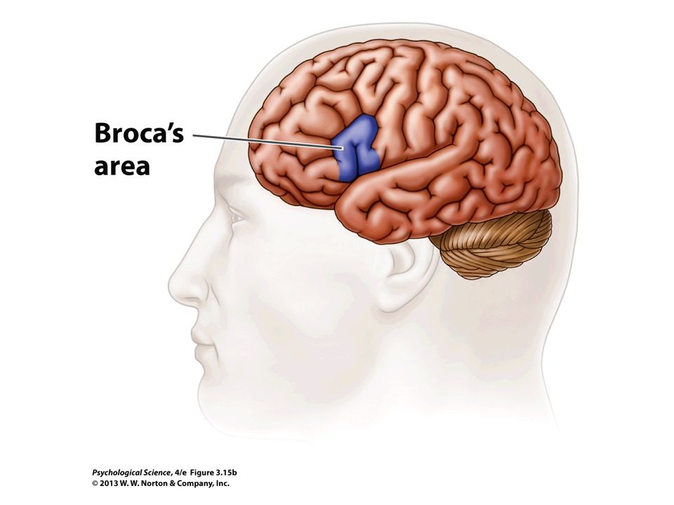 Тест по теме мозг 8 класс. Broca's area Wernicke's area. Зона Брока афазия. Зона Брока и Вернике.