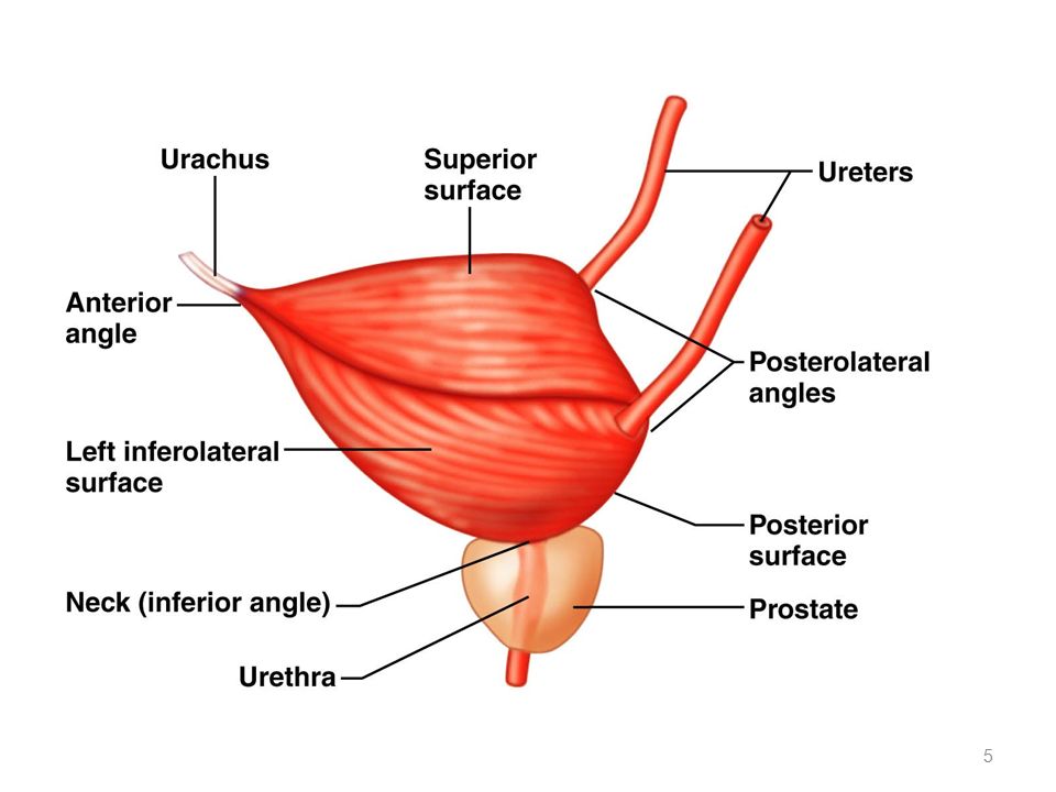 Urinary bladder Introduction Muscular reservoir of urine When empty it lies  within pelvis When filled with urine it extends upwards into abdominal. -  ppt download