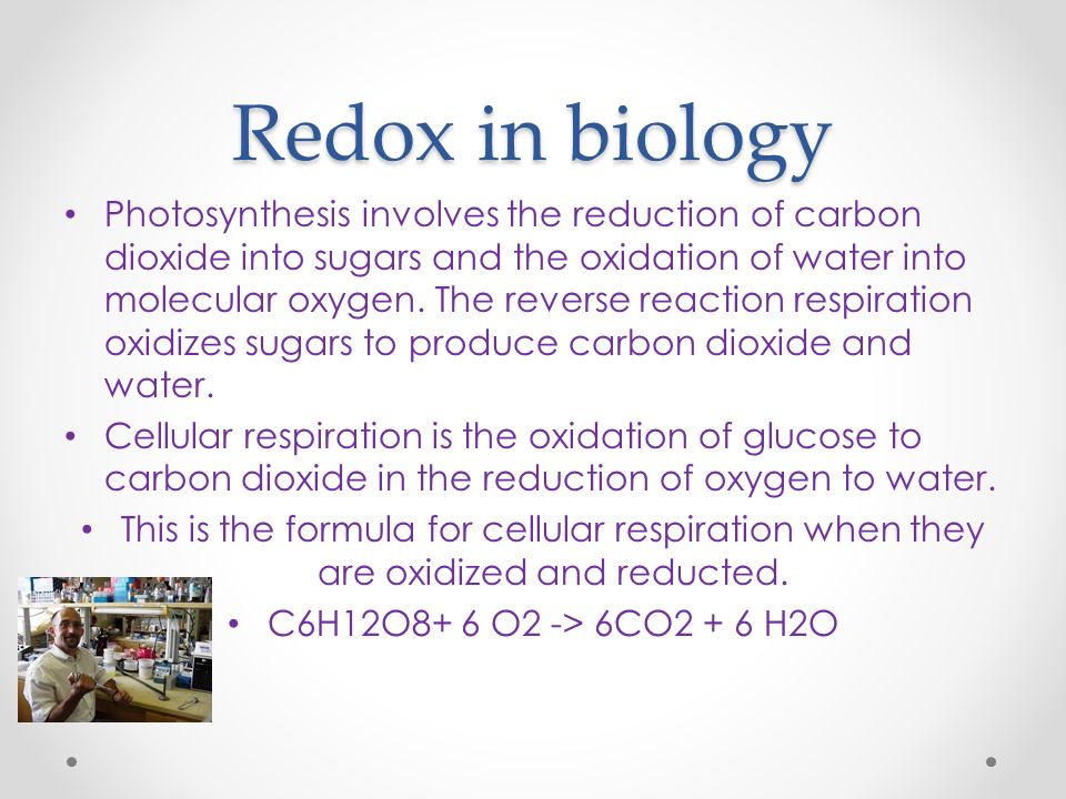 Redox in biology Photosynthesis involves the reduction of carbon dioxide into sugars and the oxidation of water into molecular oxygen.
