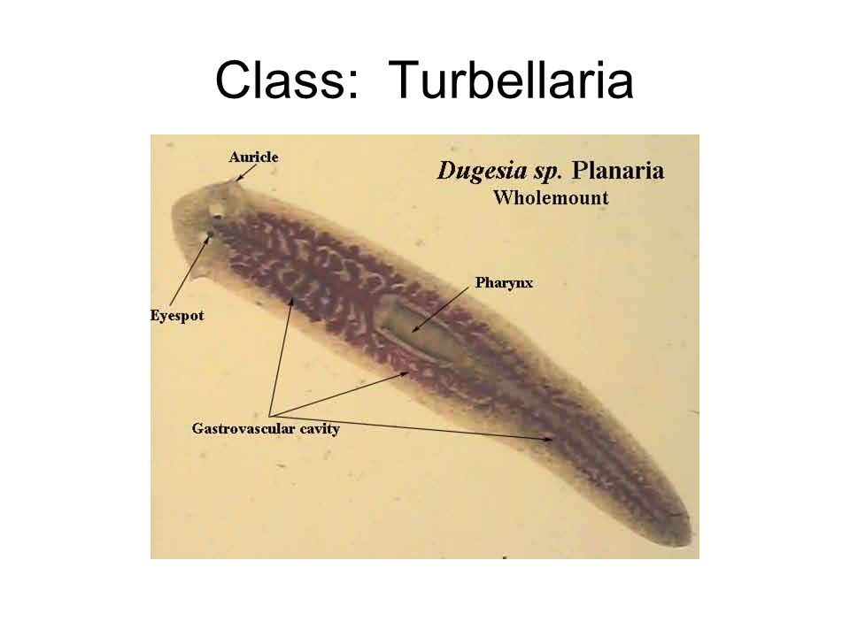 phylum platyhelminthes clasa turbellaria)