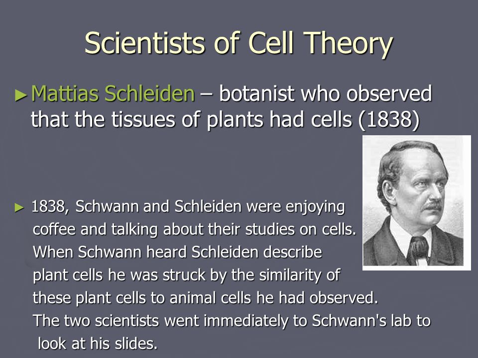 History of Cell Discovery. Microscope view of cells ▻ Robert Hooke – first  to see cells! (1663) ▻ Named them “cells” because they look like monk  quarters. - ppt download