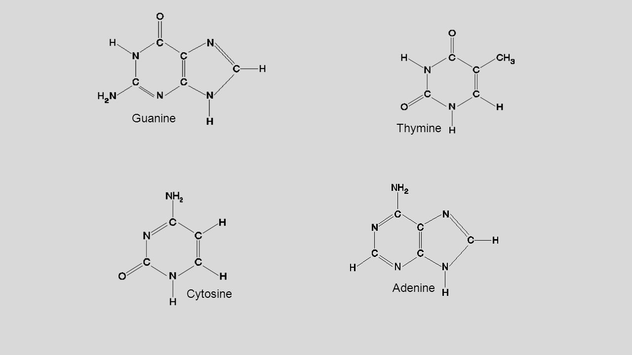 Водородный связи между аденином и тимином