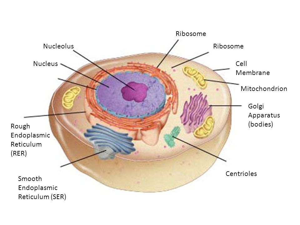Animal Cell Diagram. Nucleolus Nucleus Ribosome Cell Membrane Mitochondrion Golgi  Apparatus (bodies) Centrioles Smooth Endoplasmic Reticulum (SER) Rough. -  ppt download