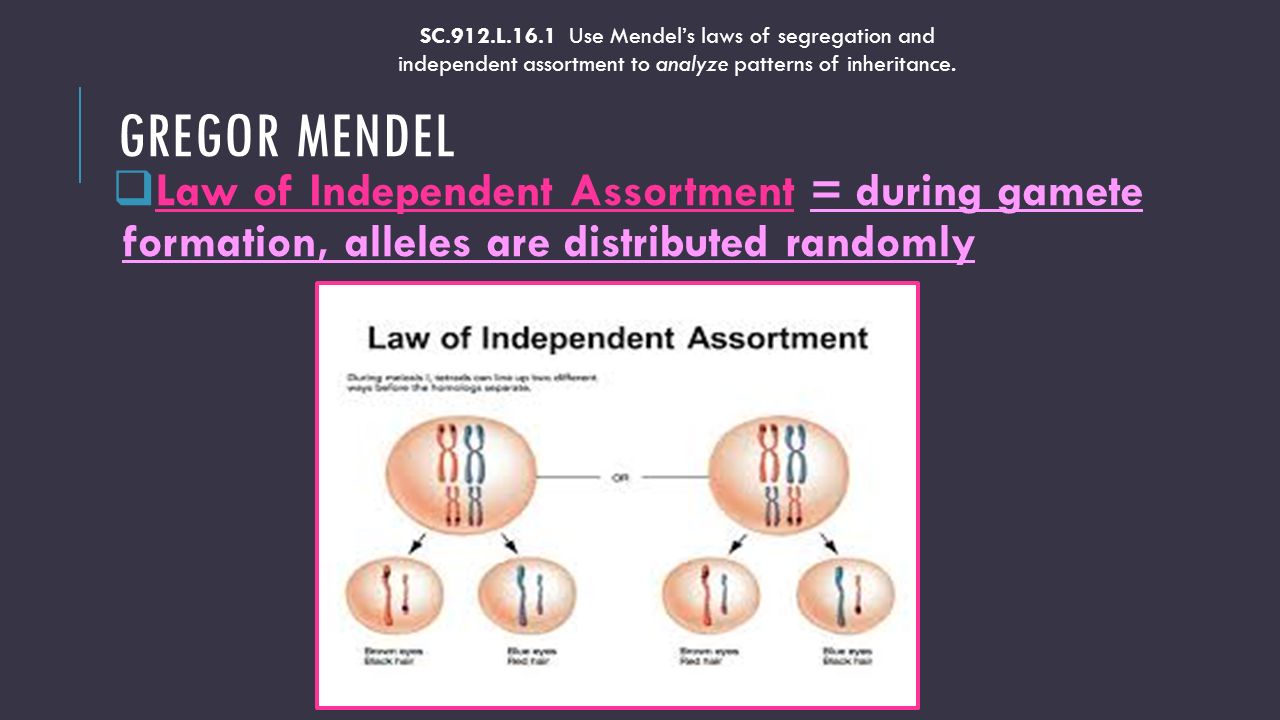 GREGOR MENDEL  Law of Independent Assortment = during gamete formation, alleles are distributed randomly SC.912.L.16.1 Use Mendel’s laws of segregation and independent assortment to analyze patterns of inheritance.