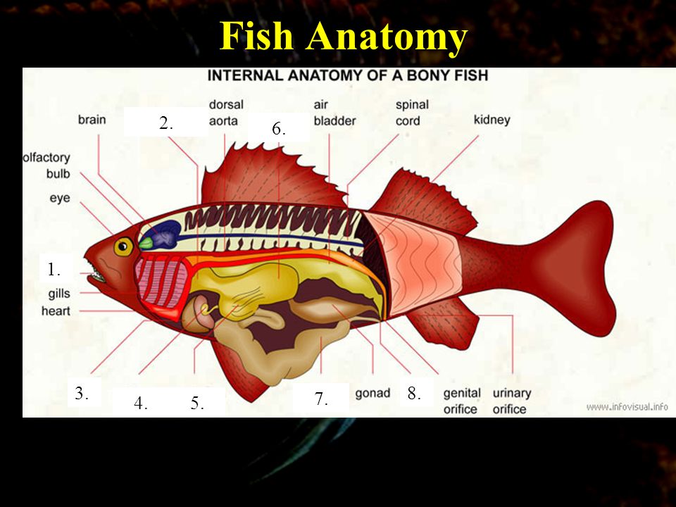 External Fish Anatomy.