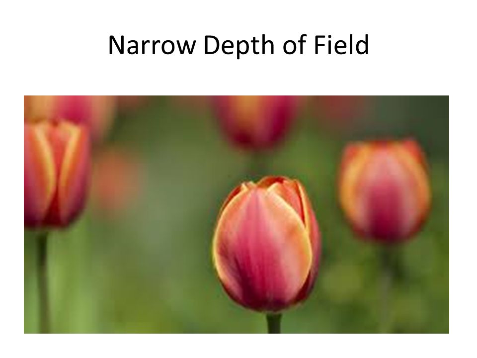 Narrow Depth of Field