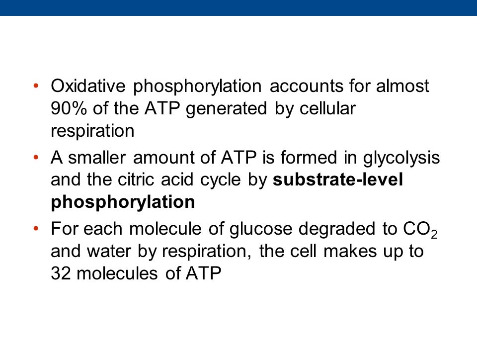 Oxidative phosphorylation accounts for almost 90% of the ATP generated by cellular respiration A smaller amount of ATP is formed in glycolysis and the citric acid cycle by substrate-level phosphorylation For each molecule of glucose degraded to CO 2 and water by respiration, the cell makes up to 32 molecules of ATP