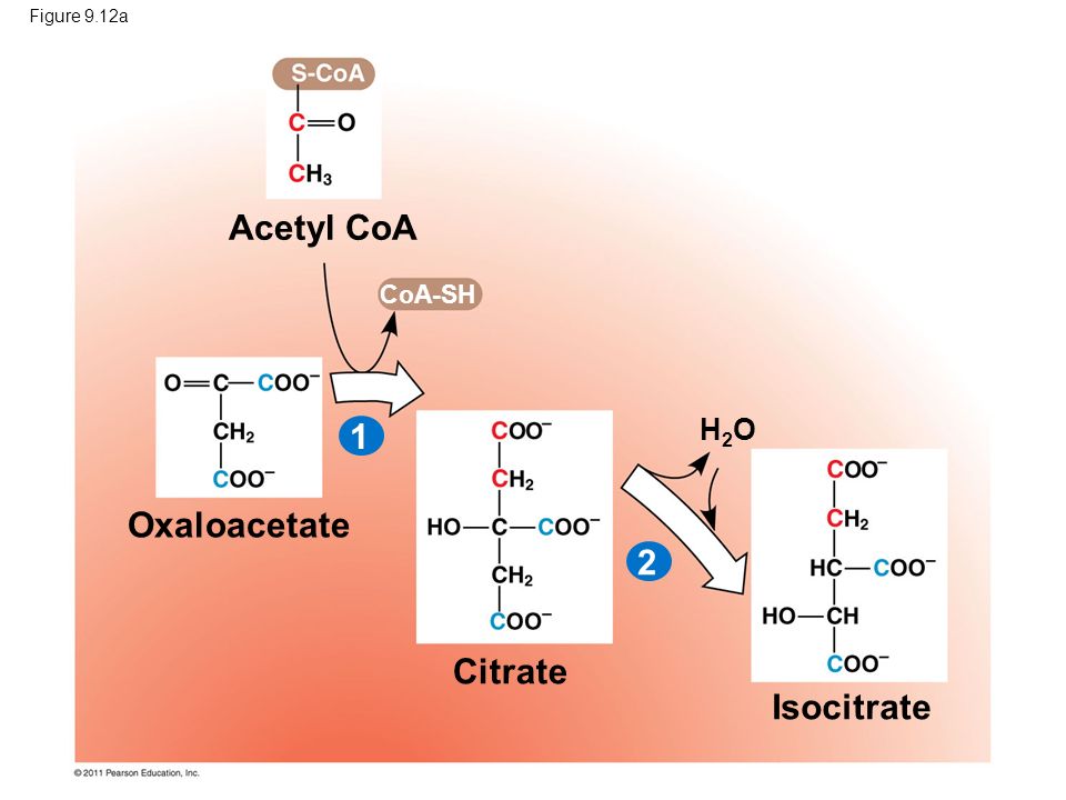 Figure 9.12a Acetyl CoA Oxaloacetate Citrate Isocitrate H2OH2O CoA-SH 1 2