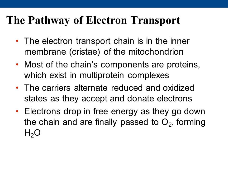 The Pathway of Electron Transport The electron transport chain is in the inner membrane (cristae) of the mitochondrion Most of the chain’s components are proteins, which exist in multiprotein complexes The carriers alternate reduced and oxidized states as they accept and donate electrons Electrons drop in free energy as they go down the chain and are finally passed to O 2, forming H 2 O