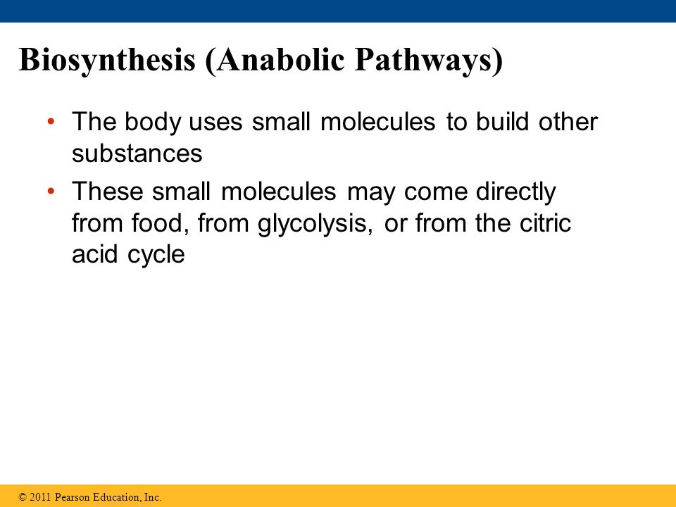 Biosynthesis (Anabolic Pathways) The body uses small molecules to build other substances These small molecules may come directly from food, from glycolysis, or from the citric acid cycle © 2011 Pearson Education, Inc.