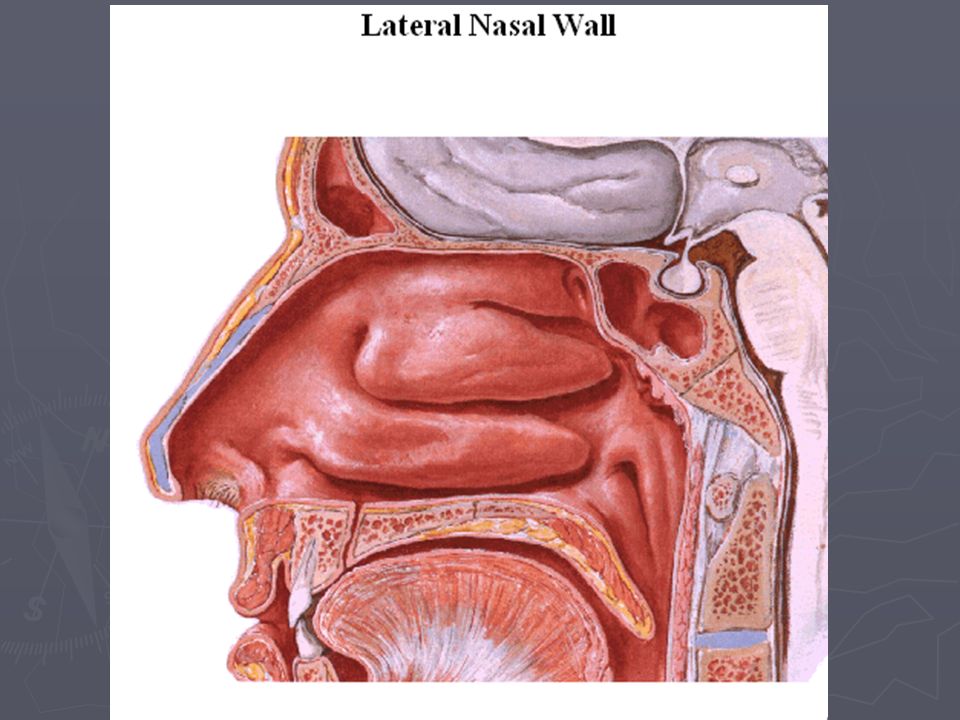 Костная стенка которая отделяет полость рта. Полость носа. Полость носа в разрезе. Анатомия носа. Полость носа изнутри.
