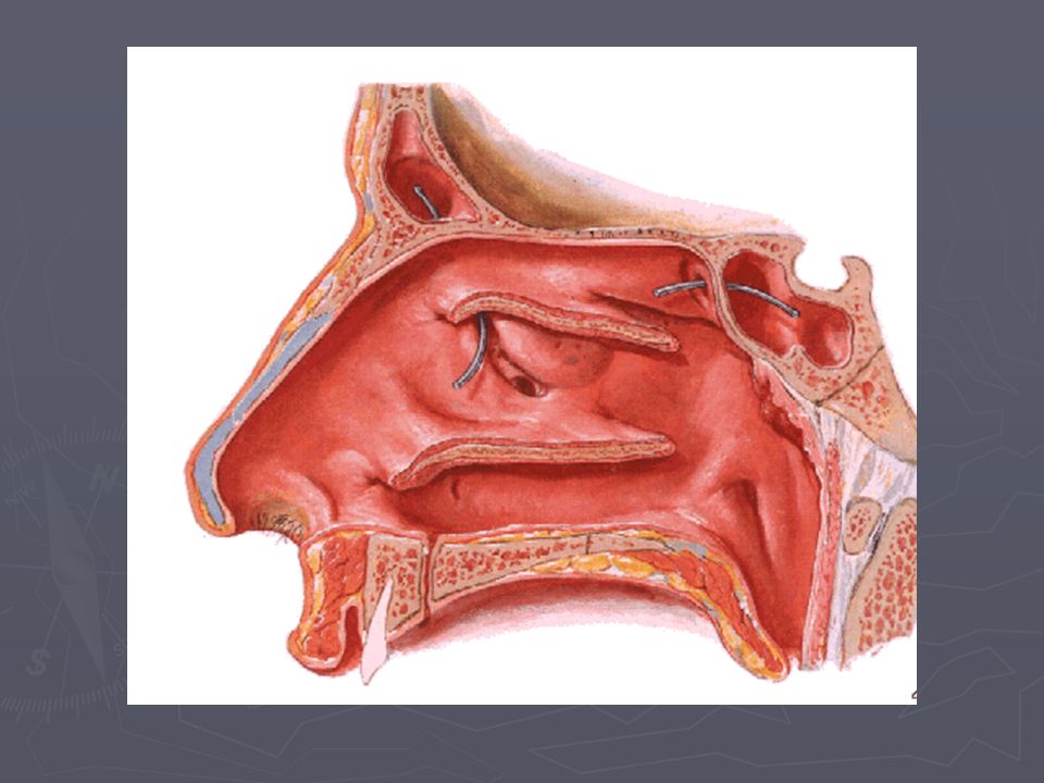 Слизистая оболочка верхнечелюстном синусе. Клиновидная пазуха носа анатомия. Расщелина верхнечелюстной пазухи. Топографическая анатомия носа. Анатомия носовой полости Синельников.