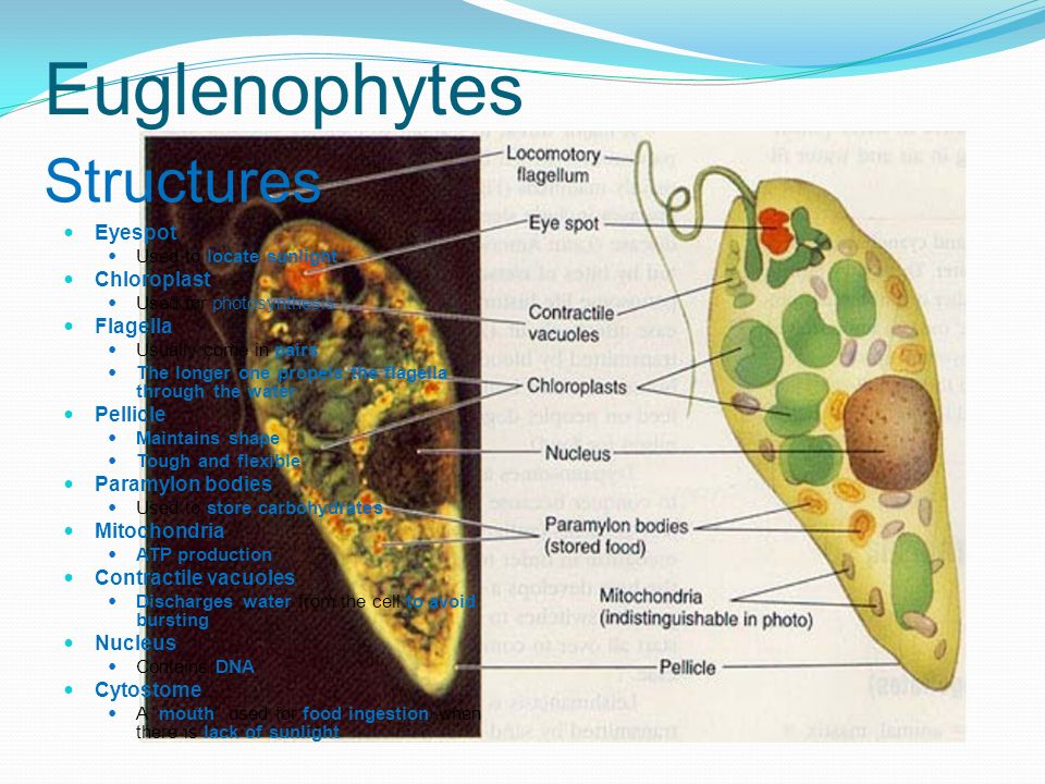 Euglenophytes Euglenophytes Are Plantlike Protists That Have Two Flagella And No Cell Wall Eukaryotic Organisms From Phylum Euglenophyta Closely Related Ppt Download
