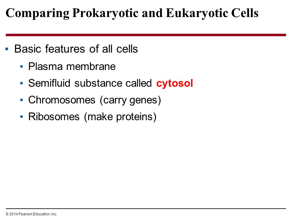 Comparing Prokaryotic and Eukaryotic Cells ▪Basic features of all cells ▪Plasma membrane ▪Semifluid substance called cytosol ▪Chromosomes (carry genes) ▪Ribosomes (make proteins) © 2014 Pearson Education, Inc.