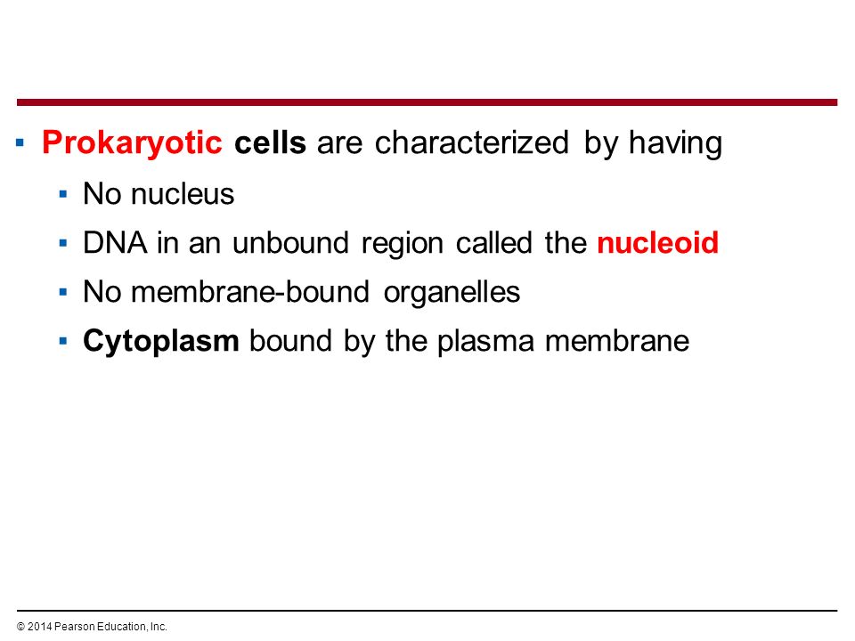 ▪Prokaryotic cells are characterized by having ▪No nucleus ▪DNA in an unbound region called the nucleoid ▪No membrane-bound organelles ▪Cytoplasm bound by the plasma membrane © 2014 Pearson Education, Inc.