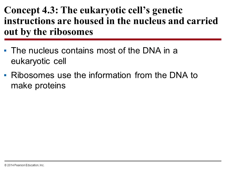 Concept 4.3: The eukaryotic cell’s genetic instructions are housed in the nucleus and carried out by the ribosomes ▪The nucleus contains most of the DNA in a eukaryotic cell ▪Ribosomes use the information from the DNA to make proteins © 2014 Pearson Education, Inc.