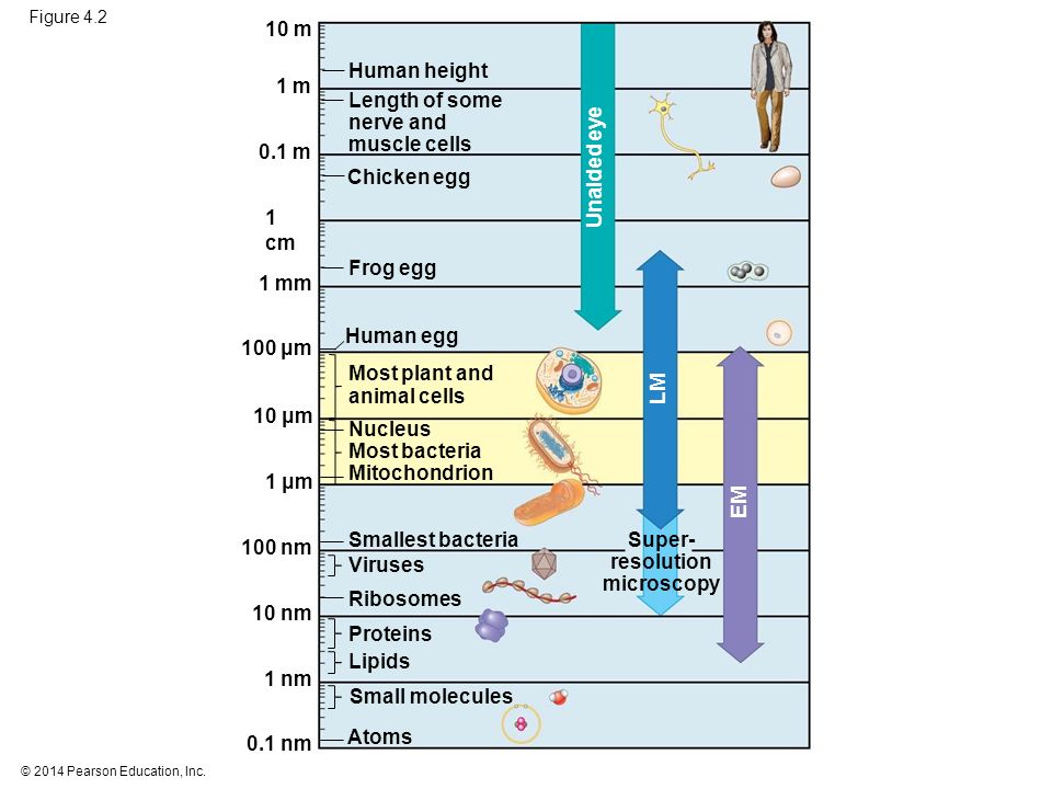 Figure 4.2 Most plant and animal cells Length of some nerve and muscle cells Viruses Smallest bacteria Human height Chicken egg Frog egg Human egg Nucleus Most bacteria Mitochondrion Super- resolution microscopy Atoms Small molecules Ribosomes Proteins Lipids Unaided eye LM 10 m EM 1 m 0.1 m 1 cm 1 mm 100 μm 10 nm 1 nm 0.1 nm 100 nm 10 μm 1 μm