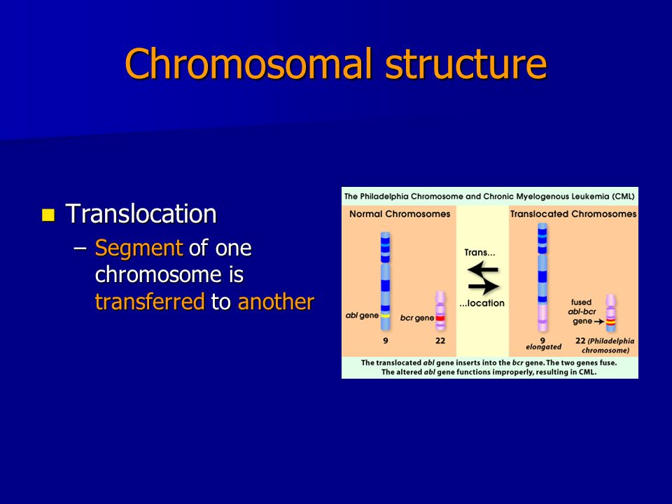 Chromosomal structure Translocation Translocation –Segment of one chromosome is transferred to another