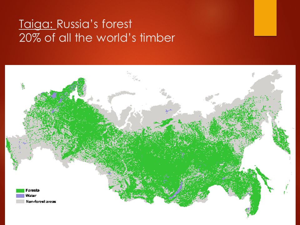 Хвойные леса на карте. Мелколиственные леса России карта. Лиственничные леса России на карте. Хвойные леса европейской части России на карте.