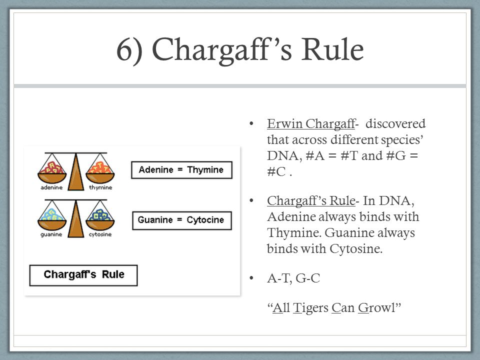 Chargaff rule