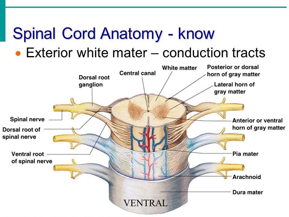 Spinal Cord Anatomy - know ? 