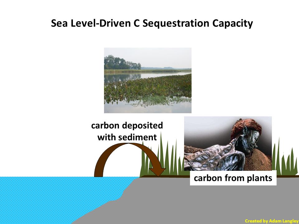 J. Patrick Megonigal Smithsonian Environmental Research Center State of  research on climate mitigation benefits from conservation and restoration  of blue. - ppt download