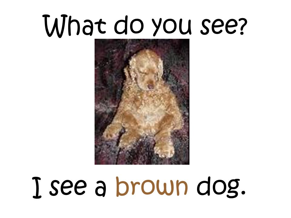 What do you see I see a brown dog.