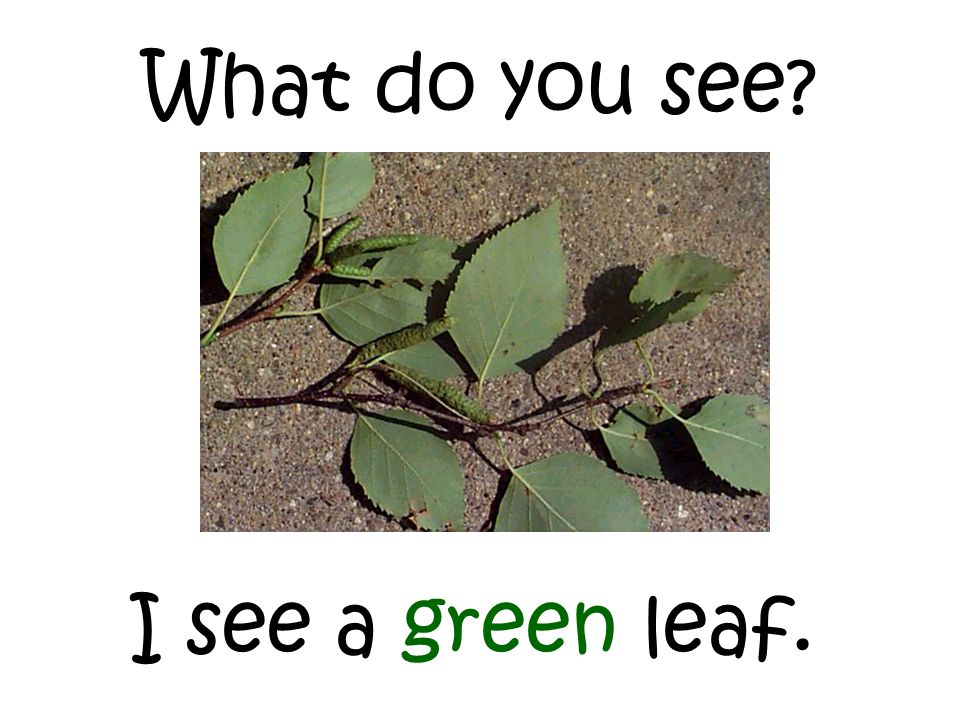 What do you see I see a green leaf.