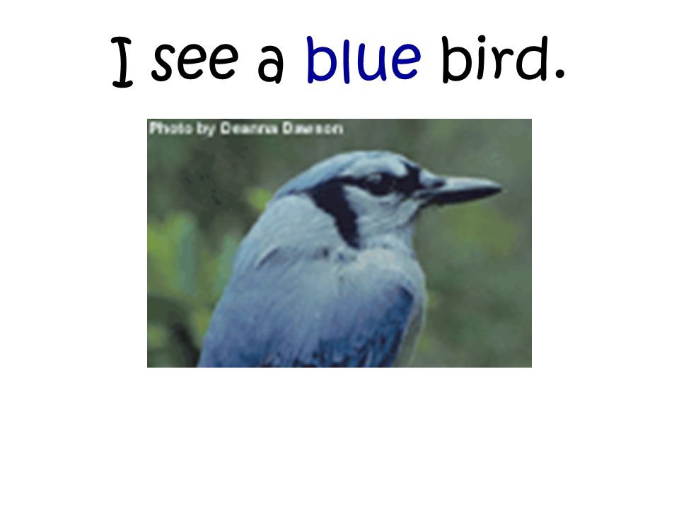 I see a blue bird.
