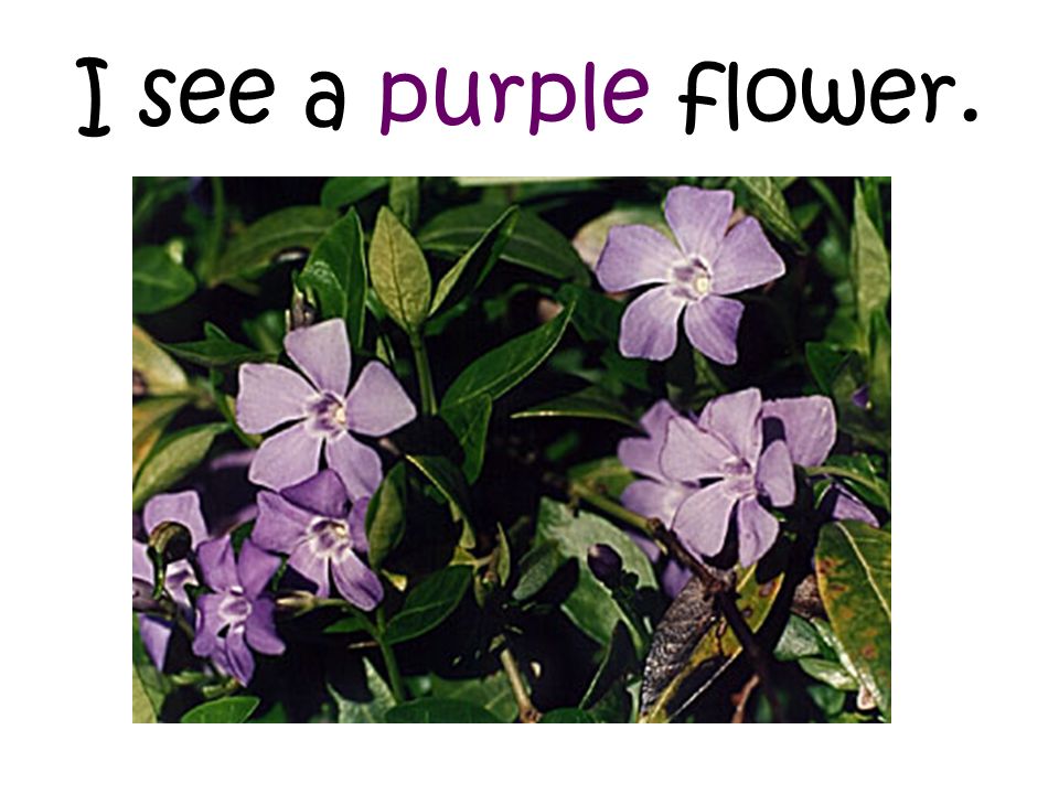 I see a purple flower.